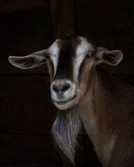 Portrait of a goat on a dark background.
