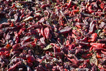 Chillies drying in the sun to later prepare the famous Cachi paprika.