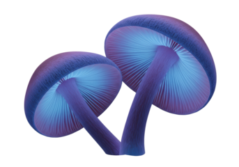 Isolated Two Luminescent Mushrooms with Blue Glow