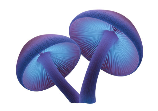 Isolated Two Luminescent Mushrooms with Blue Glow