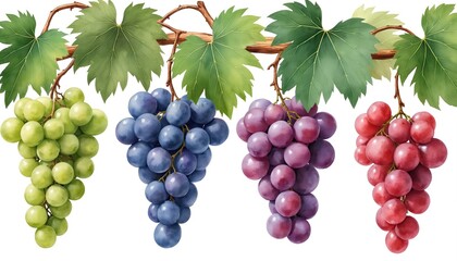 Fototapeta premium Watercolor illustration of grapes with leaves isolated on white background. Image features green, blue, purple, red grape varieties. Food, fruit concept for wine production, healthy nutrition,