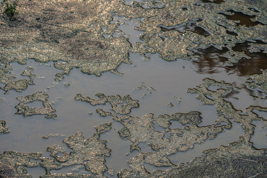 Stagnant water with texture
