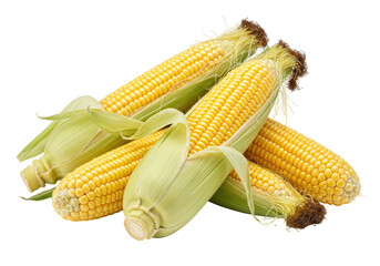 Isolated Pile of Fresh Corn Cobs