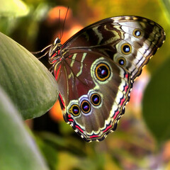 Blue Morpho butterfly sitting on green leaves in a tropical forest jungle. Beautiful insect in the nature habitat, wildlife. Side view.