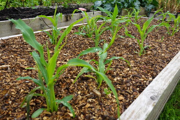 Young corn plants growing in raised garden bed with wood chip mulch