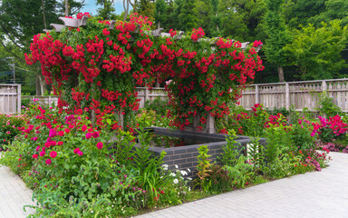 赤いバラが満開のパーゴラと水盤のある庭園風景
（神奈川県綾瀬市 光綾公園「あやせローズガーデン」）　
Garden scenery with a pergola and water basin with red roses in full bloom
(Ayase Rose Garden, Kouya Park, Ayase City, Kanagawa Prefecture)