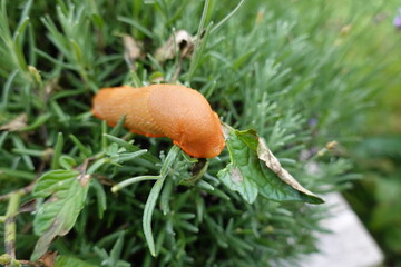 Orange slug crawling on green plant in garden