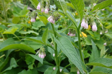 Comfrey plant growing in a lush garden setting with delicate purple flowers