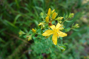 Hypericum perforatum blooming in green meadow: dew drops on yellow flower petals