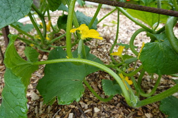 Fototapeta premium Young cucumber plant growing in garden with yellow flowers