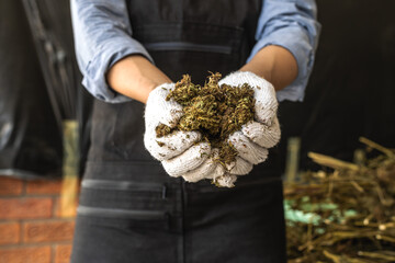 Close up cannabis worker wearing white gloves holding dry cannabis leaf in hands