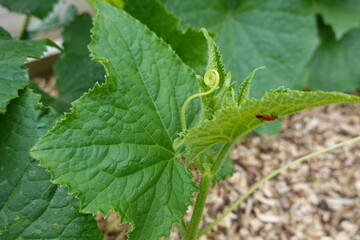 Growing cucumber plant with tendril and insect in garden