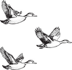 Wild flying duck birds engraving vector illustration. Scratch board style imitation. Hand drawn image.
