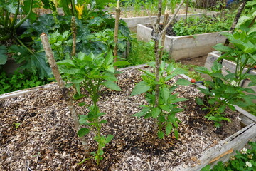 Young pepper plants growing in raised garden bed with wood chip mulch