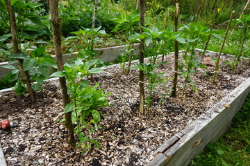 Young pepper plants growing in raised garden bed with wood chip mulch