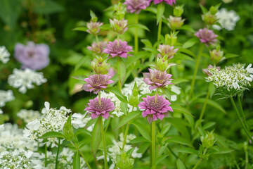 庭園に咲くレモンベルガモットの花　
Lemon bergamot flowers in the garden.
