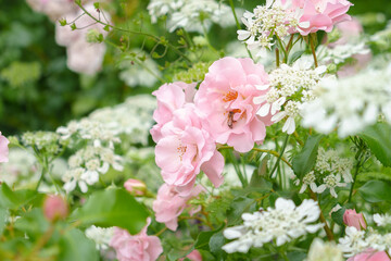 庭園に咲くピンクのバラの花粉を集める蜜蜂。白いオルレアの花　
Bees collecting pollen from the pink roses in the garden. White orlaya flowers.