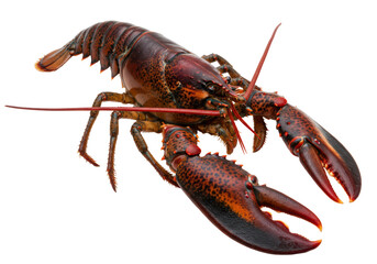 Isolated Vibrant Red Lobster