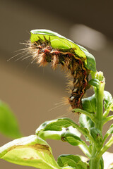 Caterpillar on Basil on a Balcony in Switzerland in June
