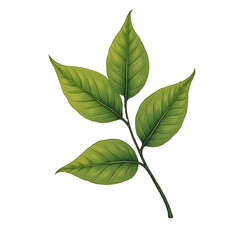 green leaves isolated on white