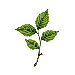 green leaves isolated on white background