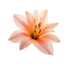 pink lily isolated on white