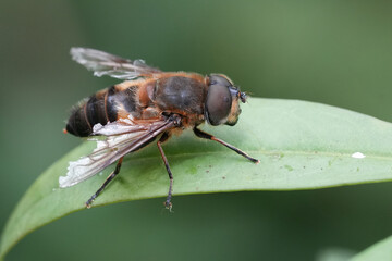 Closeup on an aged glass-winged drone fly, Eristalis similis sitting on a leaf