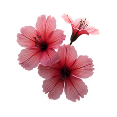 pink hibiscus flower