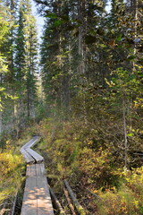 Boardwalk over muddy ground on the Emerald Lake hiking loop trail, section running through a thick conifer forest. Yoho NP-British Columbia-Canada-291