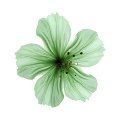 green flower isolated on white background