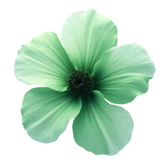 daisy flower isolated on white