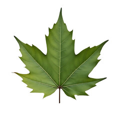 maple leaf isolated on white