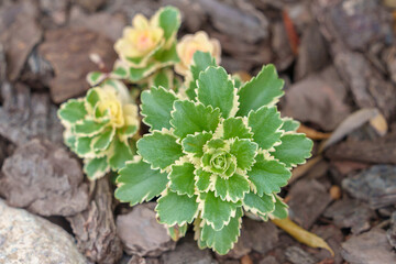 地植えの多肉植物セダム 'アトランティス'　
Succulent plants sedum, takesimense &lsquo;Atlantis&rsquo;.