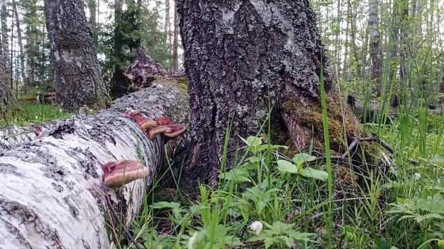 Wild Spring Forest with Fallen Birch (Fomes fomentarius)