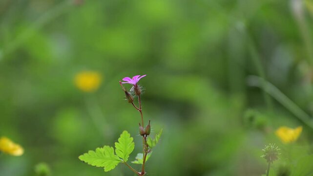 Beautiful close-up of geranium molle