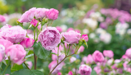 庭に咲くゴージャスな薄ピンクのバラ。　
Gorgeous light pink roses in the garden.