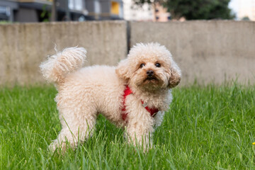 Small apricot poodle walking on grass in a city park
