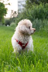 Small apricot poodle walking on grass in a city park
