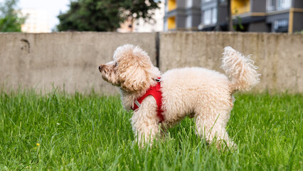 Small apricot poodle walking on grass in a city park
