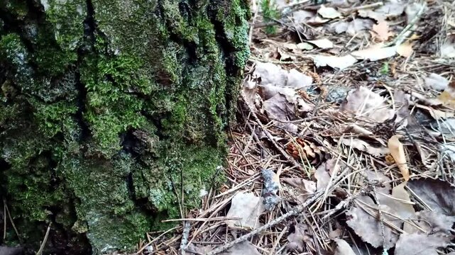 Wild Spring Tree Trunk with Ants (Formica spp.