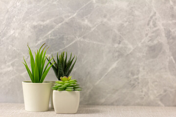 Indoor artificial plants, various succulents in pots. Succulents in white mini-pots. Ideas for home decoration. Copy space.