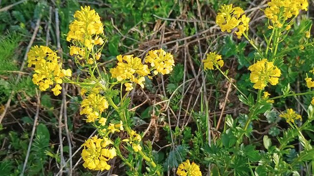 Wild Spring Yellow Flowers (Barbarea vulgaris) in Meadow