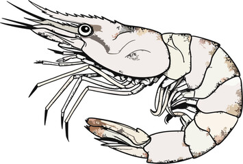 Shrimp Vector in Decorative Mandala Frame