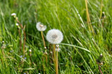 Close-up of dandelions in a green grassy field, with seed heads in focus and a natural blurred background under daylight.