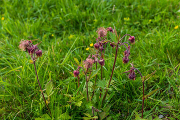 Close-up of Geum rivale (water avens) with purple-pink bell-shaped flowers growing in a meadow in the Tatra Mountains, Slovakia.