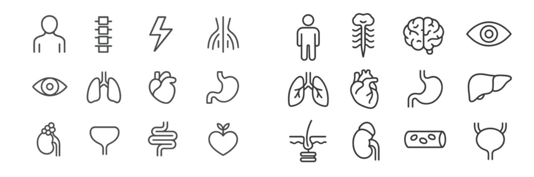Illustration of human body organ icons with minimalistic design for educational use in anatomy studies and health presentations