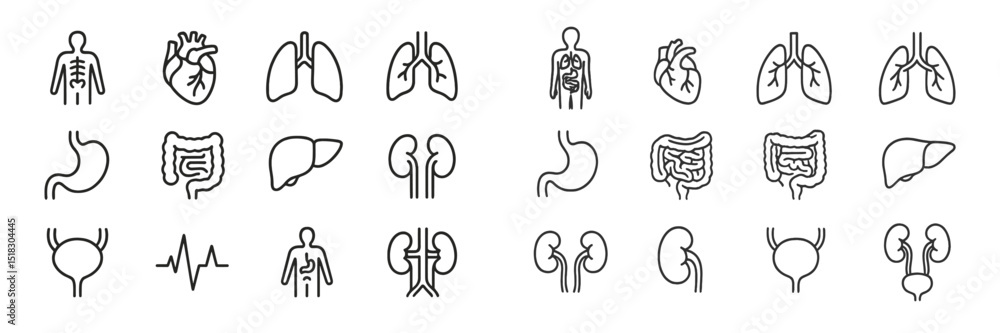 Poster illustrations of human organs and systems showcasing anatomy in a simplified, clear format in a slee