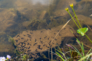Group of tadpoles swimming in clear shallow water near aquatic plants, visible above submerged...