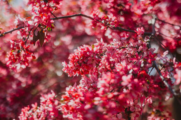 Pink Blossom Tree in Full Spring Bloom