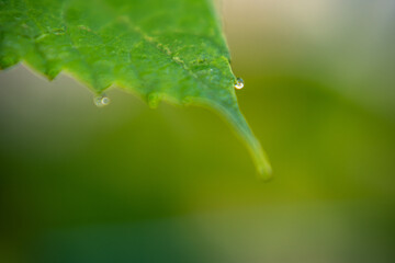 Spring time in the garden